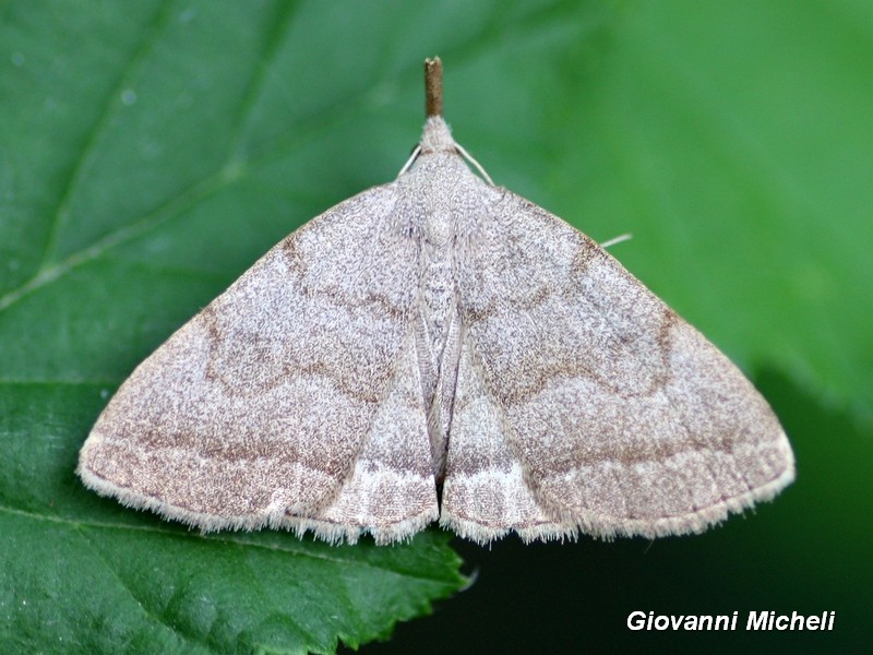 Hypena sp3 - No, Pechipogo strigilata